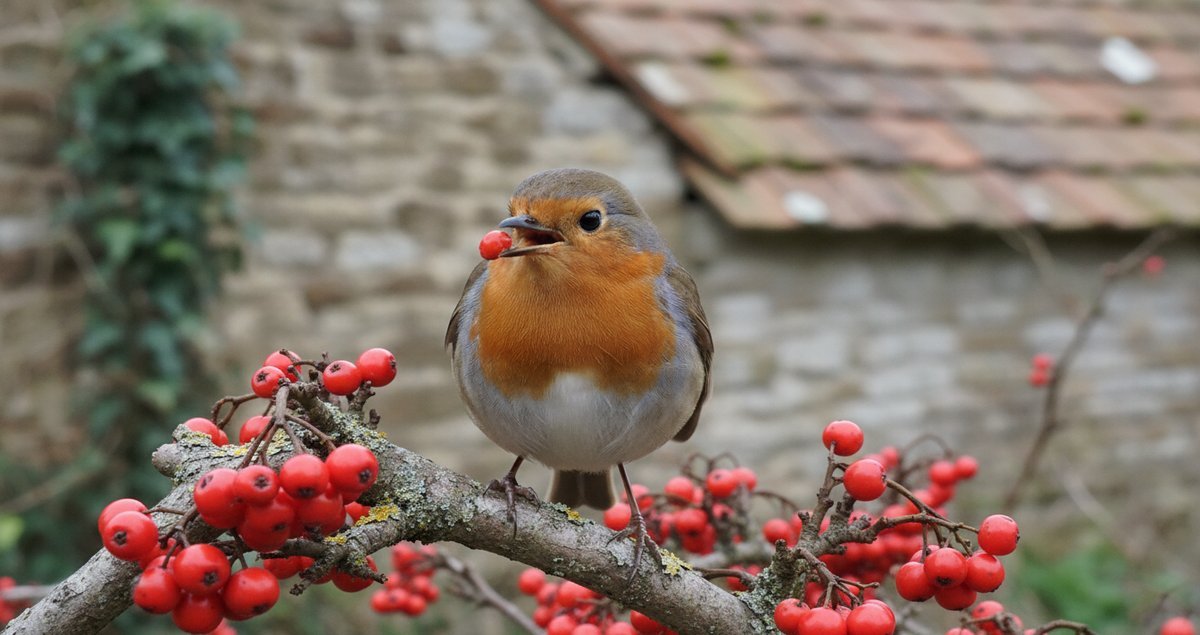 frutto-invernale-che-tiene-pettirossi-giardino