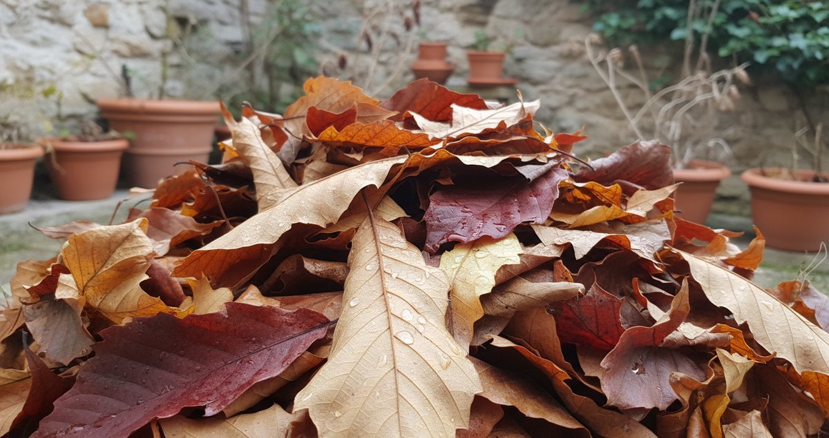 pile-di-foglie-autunno-errore-struttura-suolo-inverno