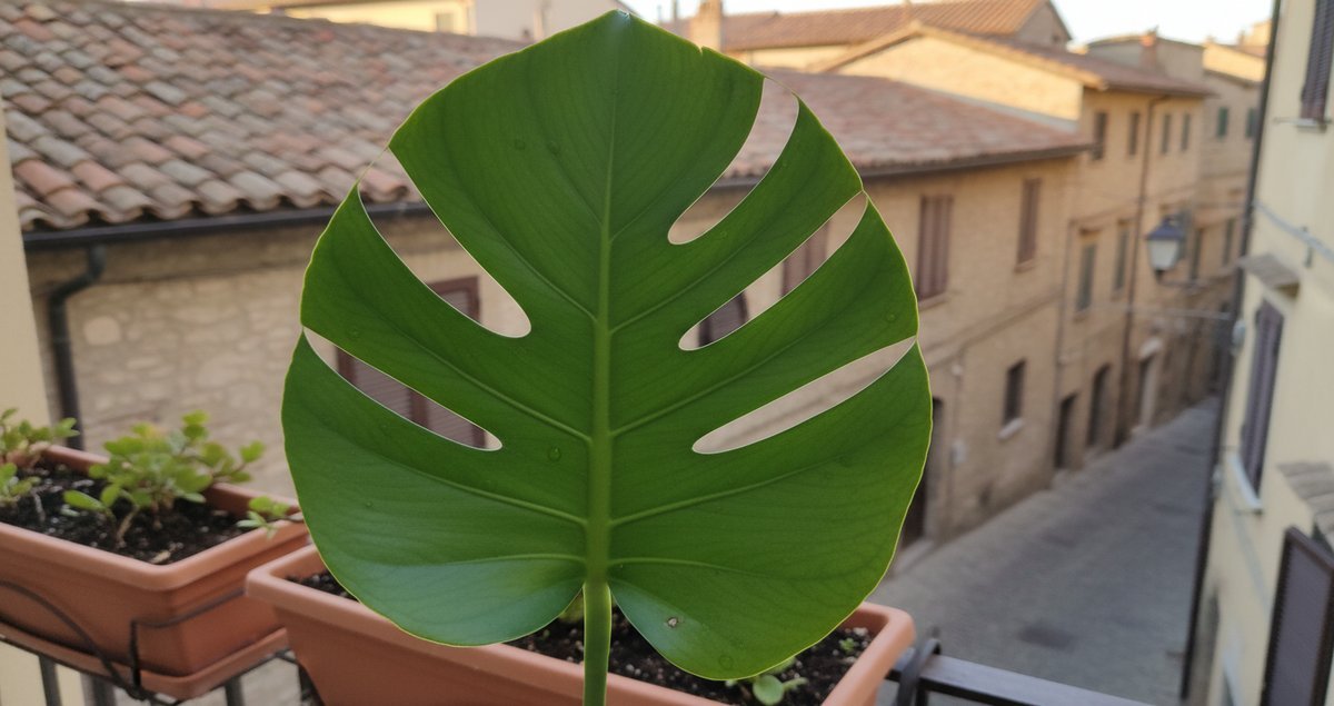 foglie-monstera-piccole-non-si-dividono-motivo